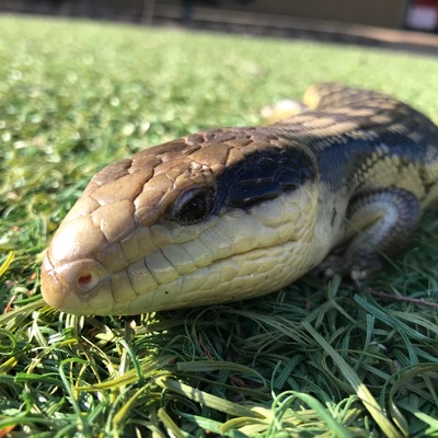 IMG_6748 (1) (1) Hey, my name is Blue and I am a Blue Tongue Skink. I really like snails, they are my favorite meal but my keeper also gives me some eggs, veggies and some meat. I am very docile but my nails are a bit sharp so if you handle me, please be careful, also it is important that you support the center of my body to minimize the stress.