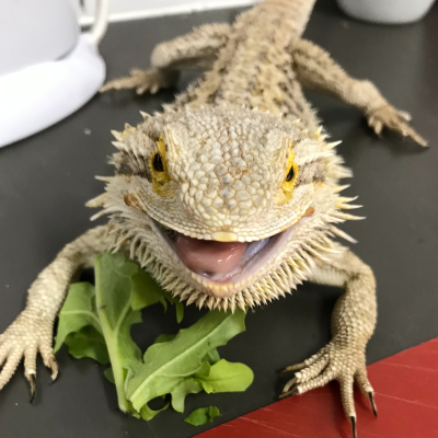 Liz 400x400 Hello, my name is Elizabeth and I am a central Bearded Dragon. I love to eat veggies and some fruit, but my favorite food is crickets. I have a spiky appearance but I am very friendly. I love sunbathing and little walks with my keeper. Central Bearded Dragon live across the semi-arid interior of eastern Australia, including western New South Wales and the Riverina region.