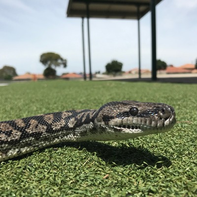 darling Hi, my name is Darling and I am a Diamond Carpet Python. I am a very shy snake, I like to observe and learn what things humans like from far away. I like going for a stroll with my keeper and you can touch my body but I do not enjoy it too much to be handled by others. Diamond Python is found in coastal areas of New South Wales.