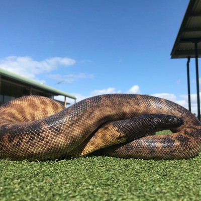 monty Hello, my name is Monty and I am a Black-headed Python. I may look a bit scary but I am super friendly, I love to be handled by my keeper and kids, but remember I am a snake so please be careful and do not scare me.I have a superpower, my black head acts like a solar panel so I can heat up my entire body. You can find Black-headed Python across Northern Australia, from Western Australia right through to Queensland.