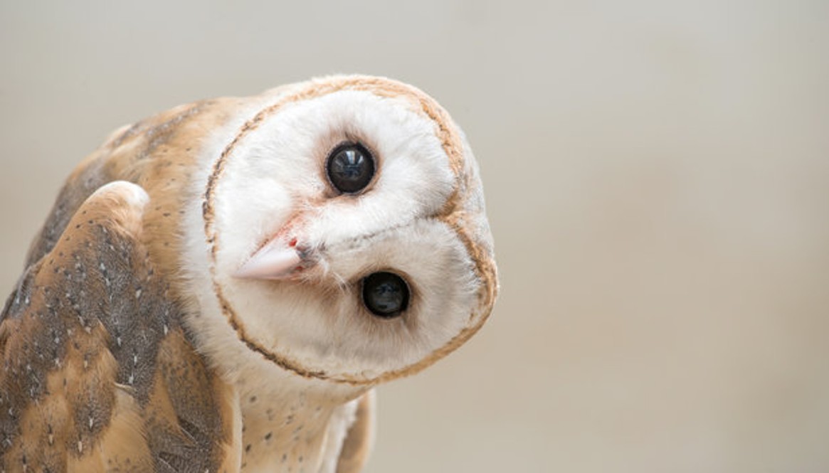 owl 1165x665 owl 1165x665