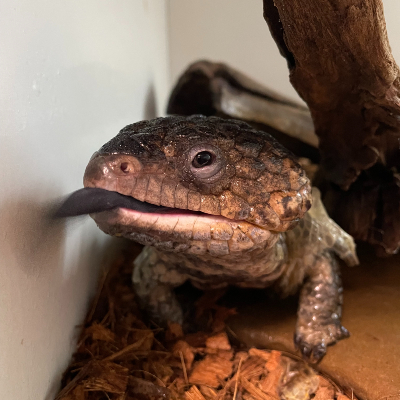shingleback Hi my name is Sleppy and I am a Shingleback Skink. I am very friendly and like cuddles, I am a dog in a lizard body. I love to eat everything that my keeper gives me, I am a good boy. I love going for a walk and like to smell everything. If you handle me properly I will give you a kiss. Shingleback lizards live in the drier areas of South Australia.